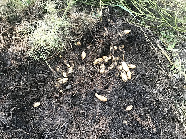 group of no-till potatoes